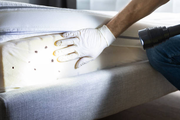 Best Affordable Pest Control Services  in Fincastle, TN