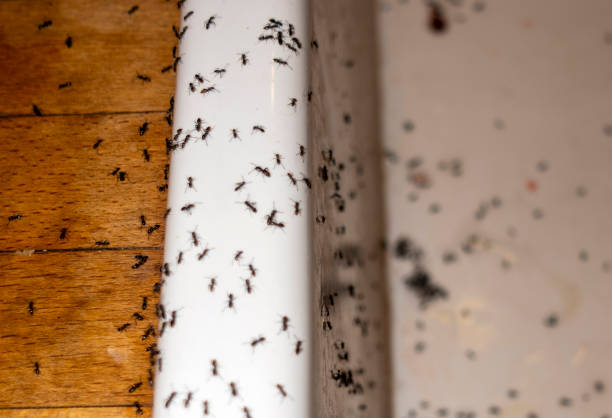 Pest Control Cost in Fincastle, TN