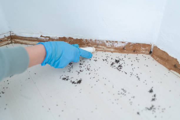 Insect Control in Fincastle, TN